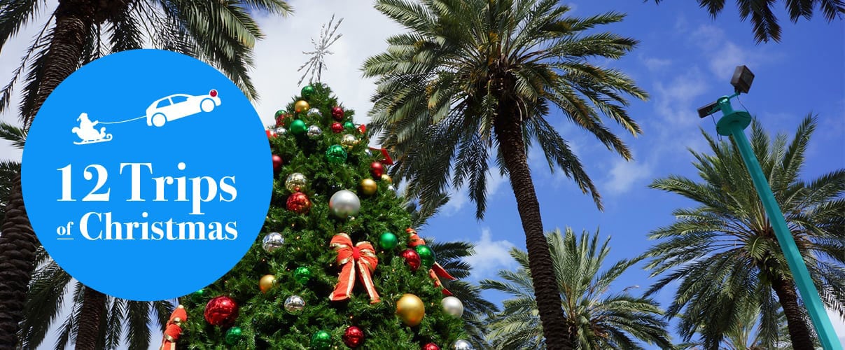 Why You Shouldn T Decorate Palm Trees For Christmas